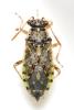 Brachycarenus tigrinus